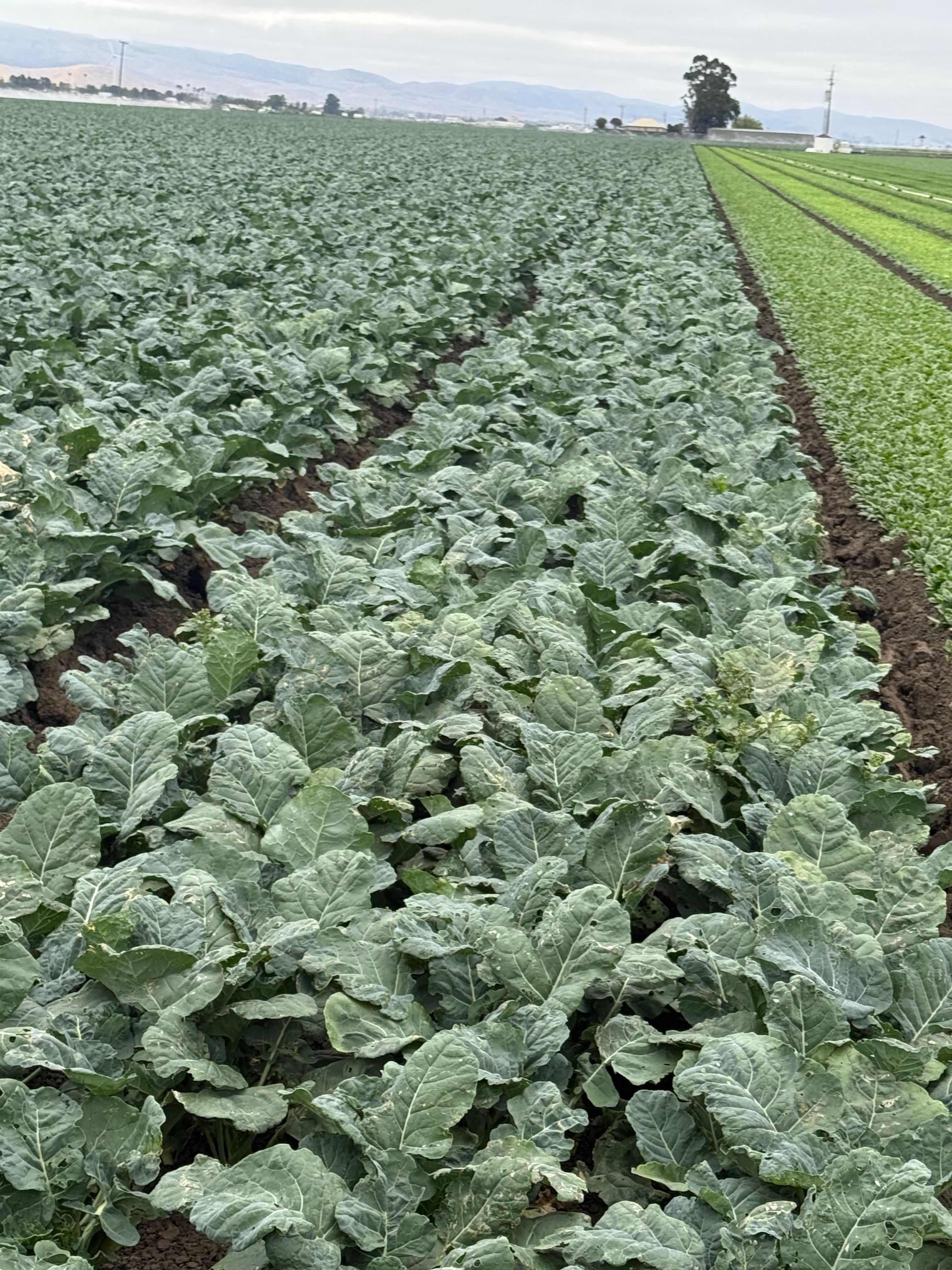 Brussels Sprouts
