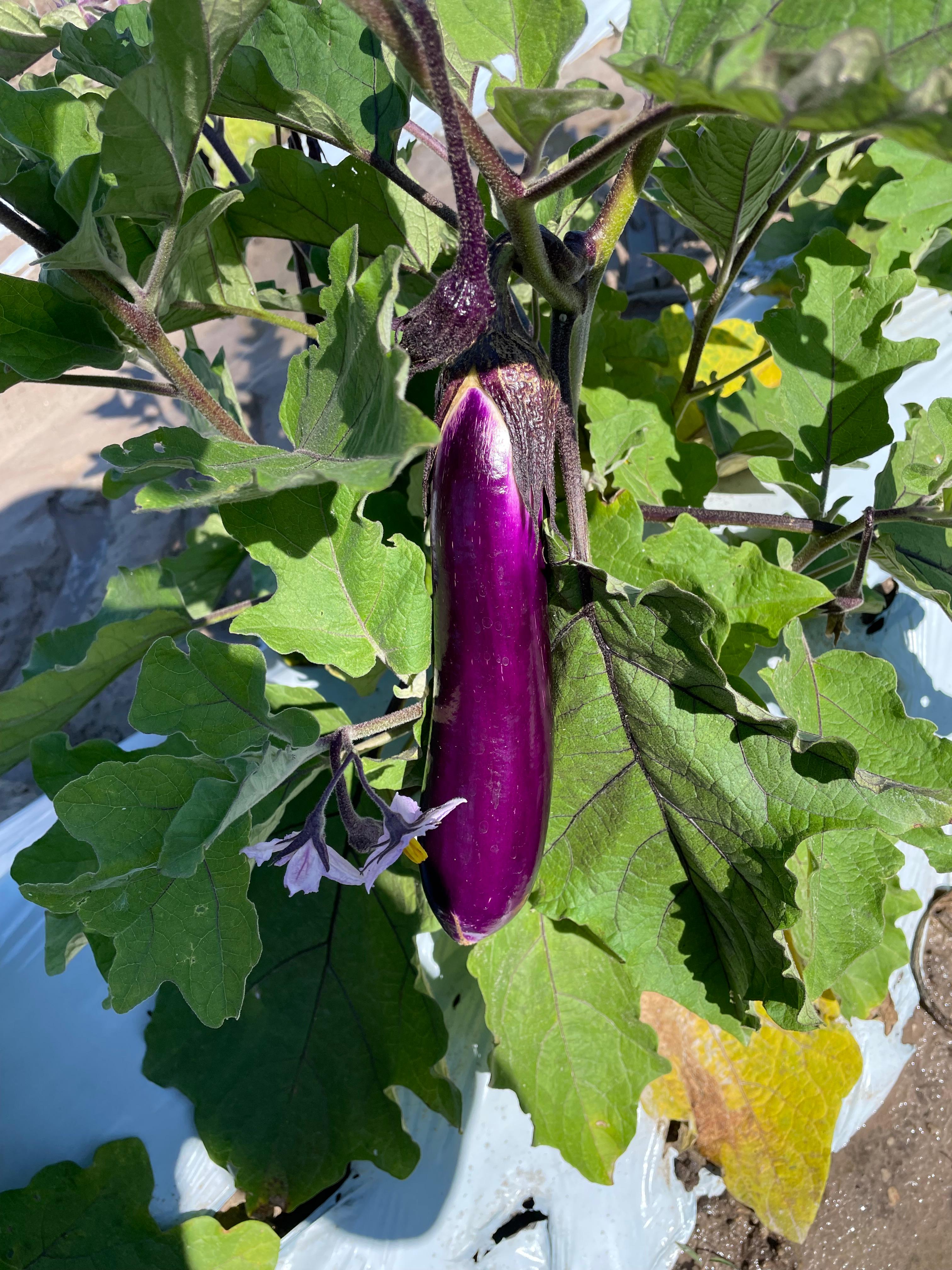Eggplant